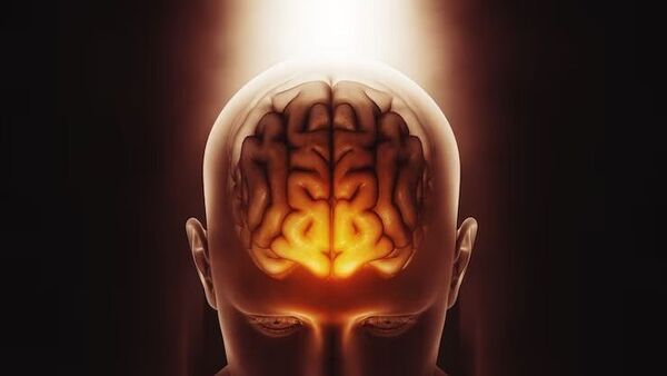 Brain Power: স্মৃতিশক্তি বাড়াতে পারবেন সহজেই! বাড়বে মস্তিষ্কের ক্ষমতাও, কী করবেন? জেনে নিন – Brain Power: Know some foods to boost your memory fast.