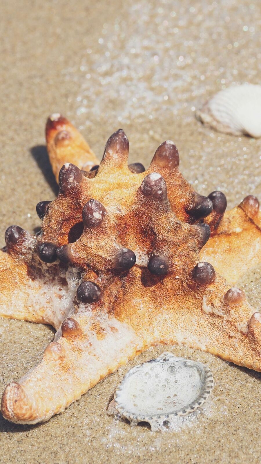 Starfish Unknown Facts: মগজহীন এই মাছ, বেঁচে থাকে কেমন করে?