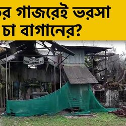 প্রতিশ্রুতির গাজরেই ভরসা? ক্ষোভের ভাণ্ডারও যেন নিঃশেষ ২০ বছর বন্ধ থাকা চা বাগানের শ্রমিকদের