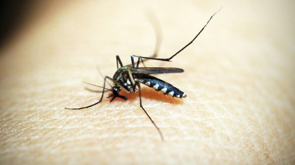World Malaria Day 2024: ম্যালেরিয়ার ঝুঁকি বাড়ে এই কারণেই! বিশেষজ্ঞের পরামর্শ মতো এড়িয়ে চলুন এখন থেকেই
