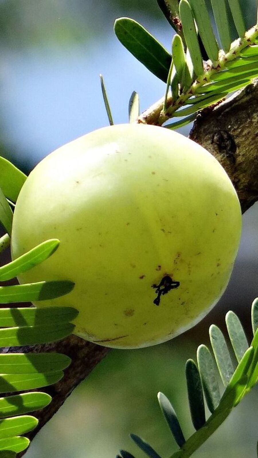 Summer Tips: গরমে আমলা খাওয়ার অনেক উপকারিতা রয়েছে