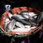 এল বাংলাদেশের ইলিশ। প্রতীকী ছবি 