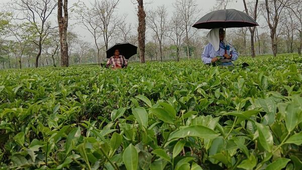 Tea Garden: বিরাট সংকটে চা বাগান, উৎপাদন অর্ধেক হতে পারে আগামী মাসে – Production of Tea will decrease in next month