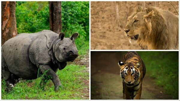 National Endangered Species Day 2024: ভারতে ১০টি বিপন্ন প্রজাতি কোনগুলি?