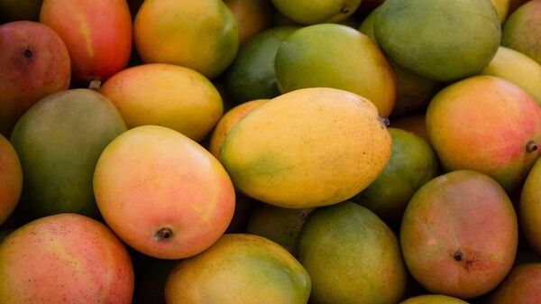 How to identify Different Types of Mango: কোন জাতের আম কী বৈশিষ্ট দেখে চেনা যায়? রইল টিপস, সহজে ঠকবেন না! – summer hacks how to identify different types of mangoes