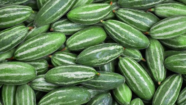 Ivy gourd: পটল খেতে অনীহা? পুষ্টিগুণ জানার পর ভালোবাসা তৈরি হয়েই যাবে – Reluctance to eat ivy gourd? Love will be born after knowing the nutritional value