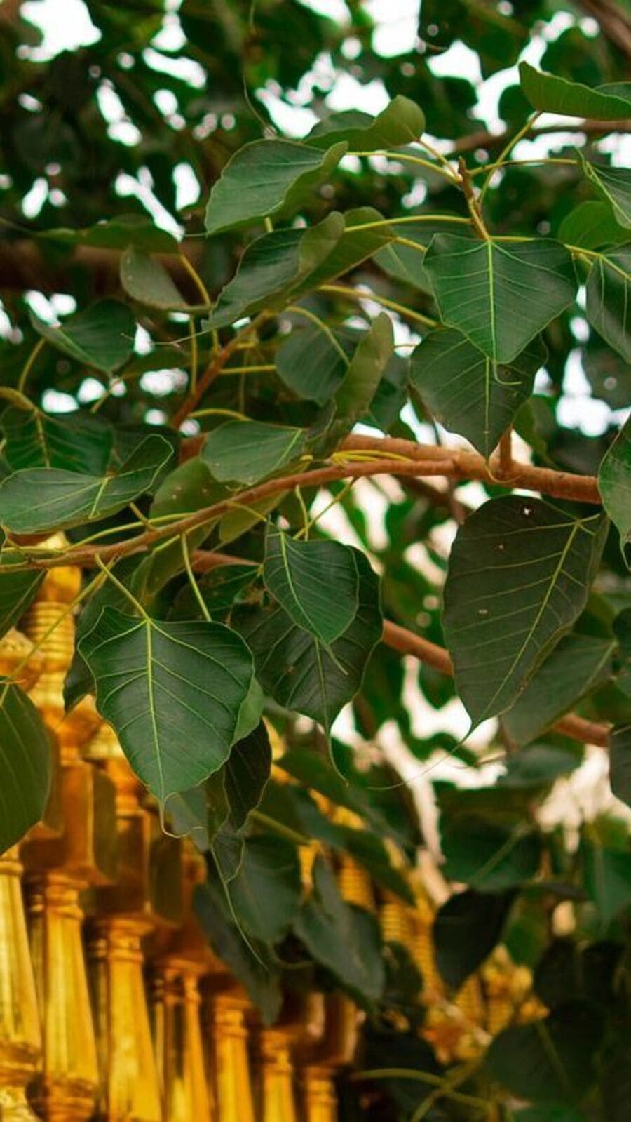 Vastu: পিপল গাছ কেন পুজো করা হয় জানেন?