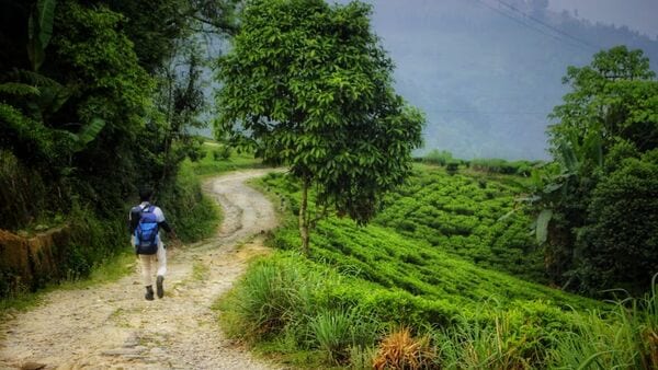 Darjeeling Trekking New Route: দার্জিলিংয়ে খুলে গেল ট্রেকিংয়ের নয়া রুট, মন ভরে যাবে, বেড়াতে গেলে মিস করবেন না,খরচ কেমন?