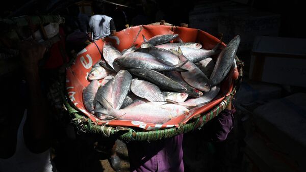 Jamai Sasthi Hilsa Fish New Update: জামাইষষ্ঠীতে কি এবার ইলিশ মিলবে? বিরাট আপডেট জেনে নিন – know whether Hilsa Fish will available in Jamai Sasthi