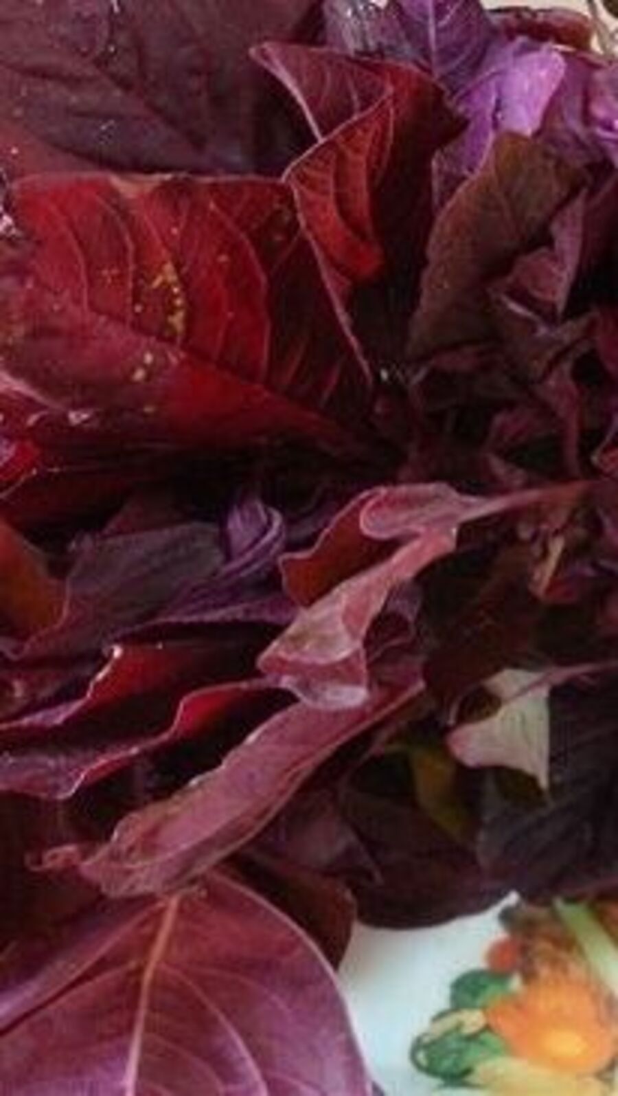 লাল শাকে অরুচি? এর গুণ জানালে মাথা ঘুরে যাবে