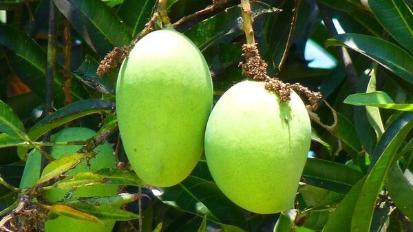 Raw mango: গরমে আপনাকে সুস্থ রাখবে কাঁচা আম, জানুন এটি খাওয়ার ৯টি উপকারিতা – Raw mango will keep you healthy in summer, know 9 benefits of eating it