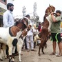 ১২৪ ছাগলকে কুরবানি হওয়া থেকে বাঁচালেন জৈন ধর্মের যুবকরা। (ছবিটি প্রতীকী, সৌজন্যে পিটিআই)