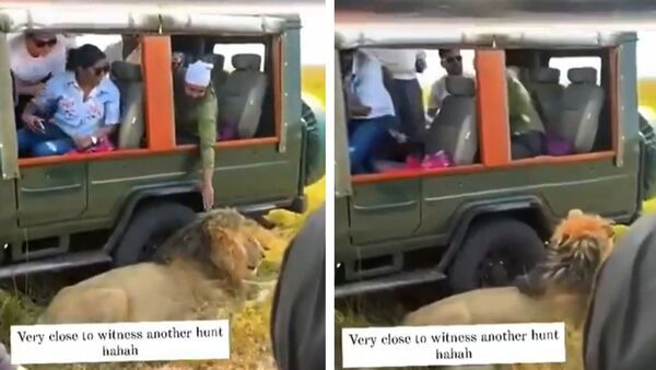 Man touches lion during jungle safari: খোলা জিপ থেকে সিংহের মাথায় হাত! জঙ্গল সাফারিতে ‘ভারতীয়র’ কাণ্ডে বিরক্ত নেটপাড়া