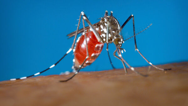 Dengue in South Dumdum: এলাকা না ঘুরে ঘরে বসেই ডেঙ্গির মনগড়া রিপোর্ট, সার্ভে টিমকে কড়া বার্তা পুরসভার