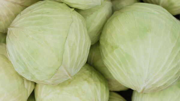 Cabbage Health Benefits: বাঁধাকপি খান? এটি শরীরের জন্য কতটা ভালো? কখনও খোঁজ নিয়ে দেখেছেন কি – Eat cabbage? How good is it for the body? Know health benefits