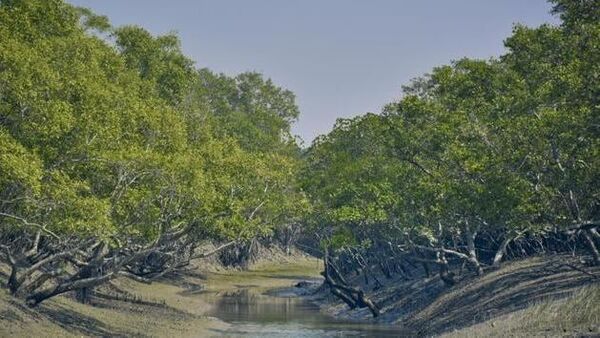 Camera in Sundarban: সুন্দরবনের প্রত্যন্ত এলাকায় দুর্যোগের সরাসরি খোঁজ পেতে বসছে অত্যাধুনিক ক্যামেরা