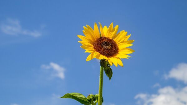 Sunflower Seeds: মহিলাদের জন্য প্রয়োজন সূর্যমুখী বীজ! এই ৬ ভাবে উপকার করে