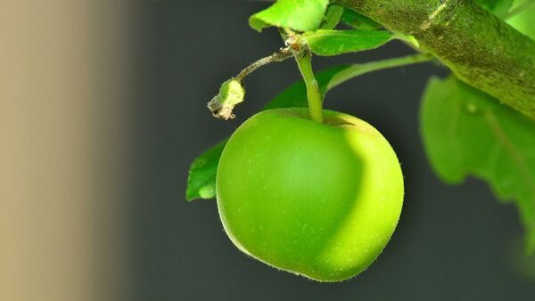 Green Apple Health Benefits: সবুজ আপেল খেলে কী হয়? শিশুদের মস্তিষ্কে কেমন প্রভাব পড়ে এটি খাওয়ালে – What happens when you eat green apples? How does it affect the brain of children if they eat it
