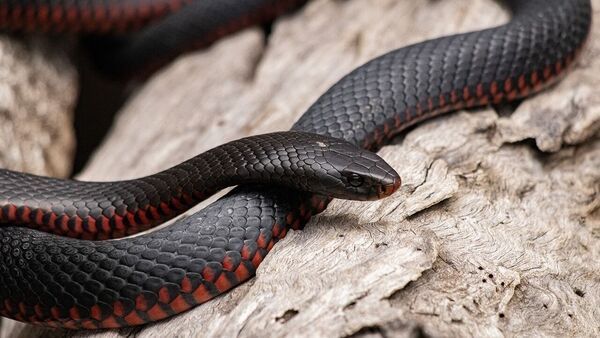 World Snake Day 2024: দুই মাথার সাপ কি সত্যি হয়? সাপ সম্পর্কে এই ৭ তথ্য রীতিমতো চমকে দেওয়ার মতো – Does the two-headed snake really exist? These 7 weird facts about snakes will surprise you